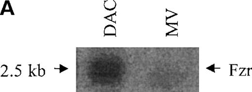 Fig. 1. Murine fzr in DAC and MV B-lymphoma cells. / (A) Northern blot was performed by using 32P-labeled murinefzr cDNA. Equal loading was verified by ethidium bromide staining. (B) Western blot analysis was performed using anti-Fzr rabbit serum. Samples were normalized based on cell number. (C) The full-length sequence of murine fzr cDNA. The DNA sequence contains 2140 nucleotides predicting a protein of 493 amino acids. The 7WD domains are shaded.