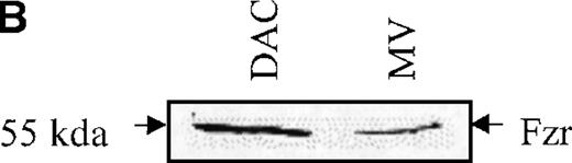 Fig. 1. Murine fzr in DAC and MV B-lymphoma cells. / (A) Northern blot was performed by using 32P-labeled murinefzr cDNA. Equal loading was verified by ethidium bromide staining. (B) Western blot analysis was performed using anti-Fzr rabbit serum. Samples were normalized based on cell number. (C) The full-length sequence of murine fzr cDNA. The DNA sequence contains 2140 nucleotides predicting a protein of 493 amino acids. The 7WD domains are shaded.