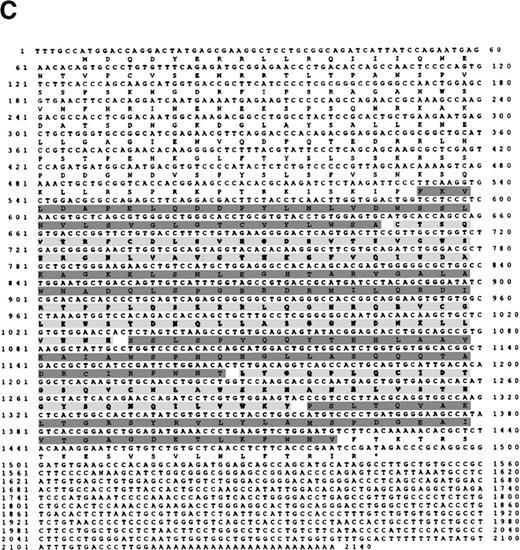 Fig. 1. Murine fzr in DAC and MV B-lymphoma cells. / (A) Northern blot was performed by using 32P-labeled murinefzr cDNA. Equal loading was verified by ethidium bromide staining. (B) Western blot analysis was performed using anti-Fzr rabbit serum. Samples were normalized based on cell number. (C) The full-length sequence of murine fzr cDNA. The DNA sequence contains 2140 nucleotides predicting a protein of 493 amino acids. The 7WD domains are shaded.