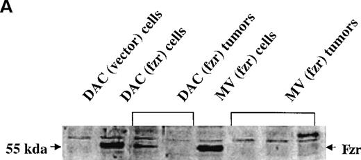 Fig. 2. Effect of fzr overexpression on tumor formation. / (A) Western blot analysis of DAC and MV cells retrovirally infected with murine stem cell virus (MSCV) retrovirus produced from empty vector control (“vector”) or fzr constructs (“fzr”). Expression was tested in the in vitro cell lines (“cells”) and in cells obtained from tumors (“tumors”) using anti-Fzr rabbit serum. Equal protein loading was verified by Ponceau S staining. (B, C) Balb/c mice were injected IP with vector-only or fzr infectants of DAC (B) or MV (C) at 5 × 105. Thirteen mice were injected for each of the 4 groups and monitored for 50 days. Mice were killed upon onset of disease or at the end of the monitoring period to confirm tumor formation and collect tissues, and all mice were killed after the monitoring period.
