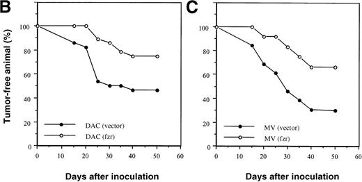 Fig. 2. Effect of fzr overexpression on tumor formation. / (A) Western blot analysis of DAC and MV cells retrovirally infected with murine stem cell virus (MSCV) retrovirus produced from empty vector control (“vector”) or fzr constructs (“fzr”). Expression was tested in the in vitro cell lines (“cells”) and in cells obtained from tumors (“tumors”) using anti-Fzr rabbit serum. Equal protein loading was verified by Ponceau S staining. (B, C) Balb/c mice were injected IP with vector-only or fzr infectants of DAC (B) or MV (C) at 5 × 105. Thirteen mice were injected for each of the 4 groups and monitored for 50 days. Mice were killed upon onset of disease or at the end of the monitoring period to confirm tumor formation and collect tissues, and all mice were killed after the monitoring period.