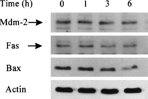 Fig. 6. Unaltered levels Mdm-2, Fas, and Bax in B-CLL after lactacystin treatment. / Western blot analyses of Mdm-2, Fas, and Bax in B-CLL total cell extracts at different times after lactacystin (2.5 μmol/L) treatment or without any treatment (time 0). Note that an equal amount of protein (derived from 1.5 × 106 cells) was deposited in each lane, visualized by actin protein levels.