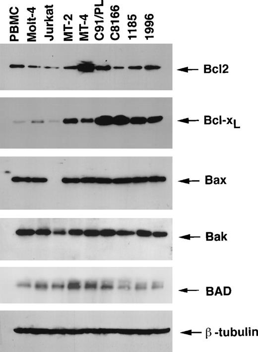 Fig. 1. Expression of the Bcl2 family proteins in HTLV-I–transformed and HTLV-I–immortalized cell lines. / Total proteins (50 μg) were resolved on 12.5% SDS-PAGE and transferred onto PVDF membranes and probed with specific antibodies for Bcl2, Bcl-XL, Bax, Bak, and BAD. Comparable protein loading was verified using an antibody specific for the housekeeping gene product β-tubulin. Results are representative of 2 independent immunoblots using uninfected PBMCs from 2 separate donors.