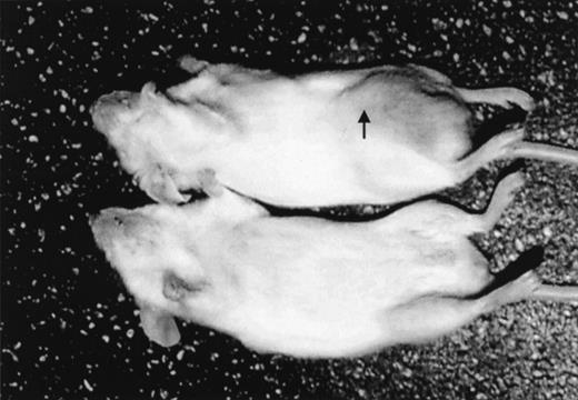 Fig. 1. Namalwa tumor growth in nonobese diabetic–severe combined immunodeficient (NOD/SCID) mice given transplants of 10 × 106 cells intraperitoneally. / A control mouse is shown on the bottom. The tumor growing in the injection site (arrow) is visible and measurable in the mouse that had transplantation (top).