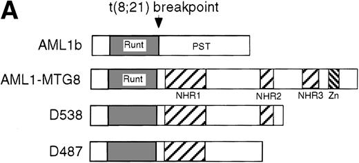 Fig. 1. Up-regulation of G-CSFR by AML1-MTG8 and down-regulation by AML1b in L-G infectants. / (A) Schematic representation of AML1b protein, AML1-MTG8 protein, and deletion mutants of AML1-MTG8 proteins, D538 and D487. Runt indicates the runt homology region; PST, proline, serine, threonine-rich region; NHR, nervy homology region; Zn, zinc finger motifs. Note that AML1-MTG8 retains the runt homology region and most of the MTG8 protein. (B) Expression of AML1b and AML1-MTG8 protein in L-G cells detected by Western blot analyses. Proteins from the L-G infectants with viruses encoding AML1b and AML1 MTG8 or with a control virus were analyzed by immunodetection using anti-HA antibody. The positions of AML1 and AML1-MTG8 are indicated by arrows. (C) Ligand binding assay for G-CSFR activity of L-G infectants. The activity was measured as described in “Materials and methods.” (D) Northern blot analyses showing the expression of G-CSFR mRNA. Total RNAs (5 μg of RNA) were prepared from L-G infectants cultured with IL-3, blotted, and hybridized with32P-labeled mouse G-CSFR cDNA and human G3PDH cDNA. (E) Northern blot analyses showing the expression of G-CSFR mRNA in deletion mutants of AML1-MTG8. Total RNAs were prepared from L-G infectants cultured with IL-3, blotted, and hybridized with32P-labeled mouse G-CSFR cDNA and human G3PDH.