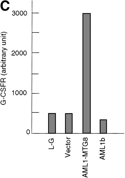 Fig. 1. Up-regulation of G-CSFR by AML1-MTG8 and down-regulation by AML1b in L-G infectants. / (A) Schematic representation of AML1b protein, AML1-MTG8 protein, and deletion mutants of AML1-MTG8 proteins, D538 and D487. Runt indicates the runt homology region; PST, proline, serine, threonine-rich region; NHR, nervy homology region; Zn, zinc finger motifs. Note that AML1-MTG8 retains the runt homology region and most of the MTG8 protein. (B) Expression of AML1b and AML1-MTG8 protein in L-G cells detected by Western blot analyses. Proteins from the L-G infectants with viruses encoding AML1b and AML1 MTG8 or with a control virus were analyzed by immunodetection using anti-HA antibody. The positions of AML1 and AML1-MTG8 are indicated by arrows. (C) Ligand binding assay for G-CSFR activity of L-G infectants. The activity was measured as described in “Materials and methods.” (D) Northern blot analyses showing the expression of G-CSFR mRNA. Total RNAs (5 μg of RNA) were prepared from L-G infectants cultured with IL-3, blotted, and hybridized with32P-labeled mouse G-CSFR cDNA and human G3PDH cDNA. (E) Northern blot analyses showing the expression of G-CSFR mRNA in deletion mutants of AML1-MTG8. Total RNAs were prepared from L-G infectants cultured with IL-3, blotted, and hybridized with32P-labeled mouse G-CSFR cDNA and human G3PDH.
