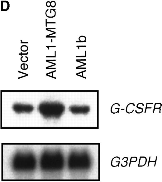 Fig. 1. Up-regulation of G-CSFR by AML1-MTG8 and down-regulation by AML1b in L-G infectants. / (A) Schematic representation of AML1b protein, AML1-MTG8 protein, and deletion mutants of AML1-MTG8 proteins, D538 and D487. Runt indicates the runt homology region; PST, proline, serine, threonine-rich region; NHR, nervy homology region; Zn, zinc finger motifs. Note that AML1-MTG8 retains the runt homology region and most of the MTG8 protein. (B) Expression of AML1b and AML1-MTG8 protein in L-G cells detected by Western blot analyses. Proteins from the L-G infectants with viruses encoding AML1b and AML1 MTG8 or with a control virus were analyzed by immunodetection using anti-HA antibody. The positions of AML1 and AML1-MTG8 are indicated by arrows. (C) Ligand binding assay for G-CSFR activity of L-G infectants. The activity was measured as described in “Materials and methods.” (D) Northern blot analyses showing the expression of G-CSFR mRNA. Total RNAs (5 μg of RNA) were prepared from L-G infectants cultured with IL-3, blotted, and hybridized with32P-labeled mouse G-CSFR cDNA and human G3PDH cDNA. (E) Northern blot analyses showing the expression of G-CSFR mRNA in deletion mutants of AML1-MTG8. Total RNAs were prepared from L-G infectants cultured with IL-3, blotted, and hybridized with32P-labeled mouse G-CSFR cDNA and human G3PDH.