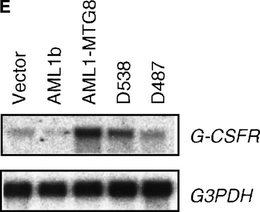 Fig. 1. Up-regulation of G-CSFR by AML1-MTG8 and down-regulation by AML1b in L-G infectants. / (A) Schematic representation of AML1b protein, AML1-MTG8 protein, and deletion mutants of AML1-MTG8 proteins, D538 and D487. Runt indicates the runt homology region; PST, proline, serine, threonine-rich region; NHR, nervy homology region; Zn, zinc finger motifs. Note that AML1-MTG8 retains the runt homology region and most of the MTG8 protein. (B) Expression of AML1b and AML1-MTG8 protein in L-G cells detected by Western blot analyses. Proteins from the L-G infectants with viruses encoding AML1b and AML1 MTG8 or with a control virus were analyzed by immunodetection using anti-HA antibody. The positions of AML1 and AML1-MTG8 are indicated by arrows. (C) Ligand binding assay for G-CSFR activity of L-G infectants. The activity was measured as described in “Materials and methods.” (D) Northern blot analyses showing the expression of G-CSFR mRNA. Total RNAs (5 μg of RNA) were prepared from L-G infectants cultured with IL-3, blotted, and hybridized with32P-labeled mouse G-CSFR cDNA and human G3PDH cDNA. (E) Northern blot analyses showing the expression of G-CSFR mRNA in deletion mutants of AML1-MTG8. Total RNAs were prepared from L-G infectants cultured with IL-3, blotted, and hybridized with32P-labeled mouse G-CSFR cDNA and human G3PDH.