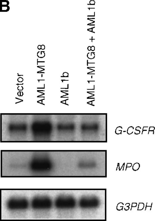 Fig. 2. Inhibition of AML1-MTG8–induced up-regulation of G-CSFR by AML1b. / (A) Expression of AML1b and AML1-MTG8 protein detected by Western blot analyses. L-G cells infected with LXSH or LXSH-AML1-MTG8 were further infected with LNSX-AML1b viruses and the protein extracts from the infectants were analyzed by immunodetection using anti-HA antibody. The positions of AML1 and AML1-MTG8 are indicated by arrows. (B) Northern blot analyses showing the expression of G-CSFR mRNA. Total RNAs (5 μg of RNA) were prepared from L-G infectants cultured with IL-3, blotted, and hybridized with 32P-labeled mouse G-CSFR cDNA, mouse MPO cDNA, and human G3PDH cDNA.