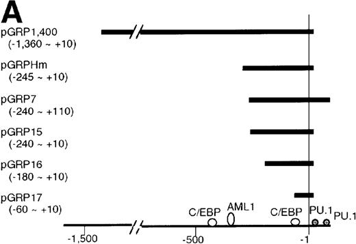 Fig. 3. Activation of the G-CSFR promoter by AML1-MTG8. / (A) Schematic representation of the promoter region of G-CSFRand its deletion mutants. (B) Activation of the G-CSFR promoter by AML1-MTG8. LG cells expressing either vector, AML1b, AML1-MTG8 or a deletion mutant of AML1-MTG8, D487, were transfected with G-CSFR–luciferase (pGL3) using DEAE-dextran. Transfection efficiency was normalized by cotransfection with pRL-TK as an internal control. pGRP1400n; normal 1370 bp promoter, pGRP1400m; a mutant (2 base substitution) of the AML1 consensus site of pGRP1400n. (C) AML1b interferes with the enhancing activity of AML1-MTG8 on theG-CSFR promoter. Cells were cotransfected with pGRP1400n and either LNSX, LNSX-AML1b, or LNSX-AML1-MTG8. LNSX-AML1b was added in addition to the effector plasmid AML1-MTG8 at 0.3 μg, 1 μg, and 3 μg in lanes 2, 3, and 4, respectively. The total amount of effector DNA was 6 μg each. LNSX was used to adjust the total amount of DNA. (D) Activity of 5′ deletion mutants of the G-CSFRpromoter in L-G cells. Cells were cotransfected with each mutant and either 3 μg of LNSX, LNSX-AML1b, or LNSX-AML1-MTG8. The activity of the control vacant reporter with LNSX was designated as being equal to 1.