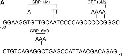 Fig. 4. Requirement for the C/EBP binding site for activation of the G-CSFR promoter by AML1-MTG8. / (A) Schematic representation of the base substitution of the mutants around the C/EBP site in the G-CSFR promoter. GRP16M1 is a mutant of the C/EBP consensus site. GRP16M2 is a mutant of the putative Sp1 site. GRP16M3 is a mutant of the Sp1 consensus site. (B) Effects of AML1-MTG8 on the activity of GRP16 mutants in L-G cells. Cells were cotransfected with each mutant reporter and either LNSX, LNSX-AML1b, or LNSX-AML1-MTG8.