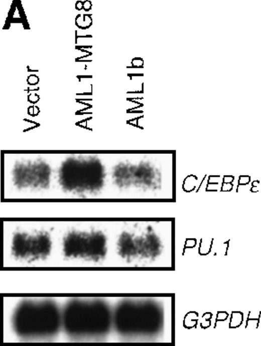 Fig. 5. Induced expression of C/EBPε by AML1-MTG8. / (A) Northern blot analyses showing the expression of C-EBPε mRNA. Total RNAs (5 μg of RNA) were prepared from L-G infectants cultured with IL-3, blotted, and hybridized with 32P- labeled human C/EBPε cDNA, mouse PU.1 cDNA, and human G3PDH cDNA. (B) Northern blot analyses of poly(A)+RNAs from hematopoietic cell lines. Northern blots were hybridized with human C/EBPα cDNA and human C/EBPε cDNA. (C) Gel mobility shift assay showing the binding activities of cell extracts from L-G infectants and in vitro synthesized C/EBPε protein. (D) AML1-MTG8 activates the promoter of the C/EBPε gene. Cells were cotransfected with pGL3-C/EBPε (1280 bp) and either 0.2 μg of LNSX, 0.2 μg of LNSX-AML1b, or various concentrations of LNSX-AML1-MTG8. LNSX-AML1-MTG8 was added at 0.05 μg, 0.1 μg, and 0.2 μg in lanes 2, 3, and 4, respectively.
