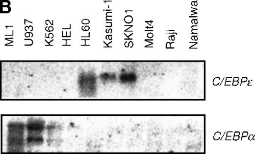 Fig. 5. Induced expression of C/EBPε by AML1-MTG8. / (A) Northern blot analyses showing the expression of C-EBPε mRNA. Total RNAs (5 μg of RNA) were prepared from L-G infectants cultured with IL-3, blotted, and hybridized with 32P- labeled human C/EBPε cDNA, mouse PU.1 cDNA, and human G3PDH cDNA. (B) Northern blot analyses of poly(A)+RNAs from hematopoietic cell lines. Northern blots were hybridized with human C/EBPα cDNA and human C/EBPε cDNA. (C) Gel mobility shift assay showing the binding activities of cell extracts from L-G infectants and in vitro synthesized C/EBPε protein. (D) AML1-MTG8 activates the promoter of the C/EBPε gene. Cells were cotransfected with pGL3-C/EBPε (1280 bp) and either 0.2 μg of LNSX, 0.2 μg of LNSX-AML1b, or various concentrations of LNSX-AML1-MTG8. LNSX-AML1-MTG8 was added at 0.05 μg, 0.1 μg, and 0.2 μg in lanes 2, 3, and 4, respectively.