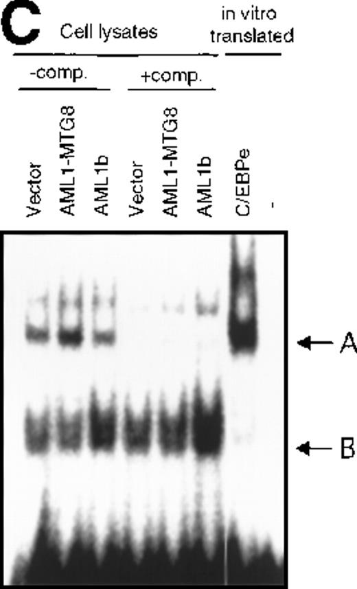 Fig. 5. Induced expression of C/EBPε by AML1-MTG8. / (A) Northern blot analyses showing the expression of C-EBPε mRNA. Total RNAs (5 μg of RNA) were prepared from L-G infectants cultured with IL-3, blotted, and hybridized with 32P- labeled human C/EBPε cDNA, mouse PU.1 cDNA, and human G3PDH cDNA. (B) Northern blot analyses of poly(A)+RNAs from hematopoietic cell lines. Northern blots were hybridized with human C/EBPα cDNA and human C/EBPε cDNA. (C) Gel mobility shift assay showing the binding activities of cell extracts from L-G infectants and in vitro synthesized C/EBPε protein. (D) AML1-MTG8 activates the promoter of the C/EBPε gene. Cells were cotransfected with pGL3-C/EBPε (1280 bp) and either 0.2 μg of LNSX, 0.2 μg of LNSX-AML1b, or various concentrations of LNSX-AML1-MTG8. LNSX-AML1-MTG8 was added at 0.05 μg, 0.1 μg, and 0.2 μg in lanes 2, 3, and 4, respectively.