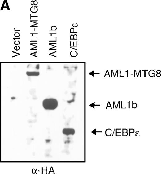 Fig. 6. Induced expression of G-CSFR and growth stimulation by C/EBPε. / (A) Expression of C/EBPε protein in L-G cells detected by Western blot analyses. Proteins from the L-G infectants with viruses encoding AML1b, AML1-MTG8, or C/EBPε were analyzed for immunodetection using anti-HA antibody. The positions of AML1b, AML1-MTG8, and C/EBPε are indicated by arrows. (B) Total RNAs (5 μg of RNA) were prepared from L-G infectants cultured with IL-3, blotted, and hybridized with32P-labeled mouse G-CSFR cDNA, mouse MPO cDNA, and human G3PDH cDNA. (C) Growth curves of L-G cells infected with LNSX retroviruses carrying human C/EBPε cDNA or AML1-MTG8 cDNA in the presence of G-CSF.