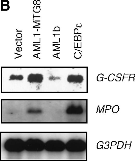 Fig. 6. Induced expression of G-CSFR and growth stimulation by C/EBPε. / (A) Expression of C/EBPε protein in L-G cells detected by Western blot analyses. Proteins from the L-G infectants with viruses encoding AML1b, AML1-MTG8, or C/EBPε were analyzed for immunodetection using anti-HA antibody. The positions of AML1b, AML1-MTG8, and C/EBPε are indicated by arrows. (B) Total RNAs (5 μg of RNA) were prepared from L-G infectants cultured with IL-3, blotted, and hybridized with32P-labeled mouse G-CSFR cDNA, mouse MPO cDNA, and human G3PDH cDNA. (C) Growth curves of L-G cells infected with LNSX retroviruses carrying human C/EBPε cDNA or AML1-MTG8 cDNA in the presence of G-CSF.