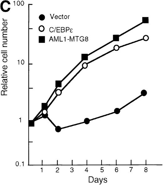 Fig. 6. Induced expression of G-CSFR and growth stimulation by C/EBPε. / (A) Expression of C/EBPε protein in L-G cells detected by Western blot analyses. Proteins from the L-G infectants with viruses encoding AML1b, AML1-MTG8, or C/EBPε were analyzed for immunodetection using anti-HA antibody. The positions of AML1b, AML1-MTG8, and C/EBPε are indicated by arrows. (B) Total RNAs (5 μg of RNA) were prepared from L-G infectants cultured with IL-3, blotted, and hybridized with32P-labeled mouse G-CSFR cDNA, mouse MPO cDNA, and human G3PDH cDNA. (C) Growth curves of L-G cells infected with LNSX retroviruses carrying human C/EBPε cDNA or AML1-MTG8 cDNA in the presence of G-CSF.