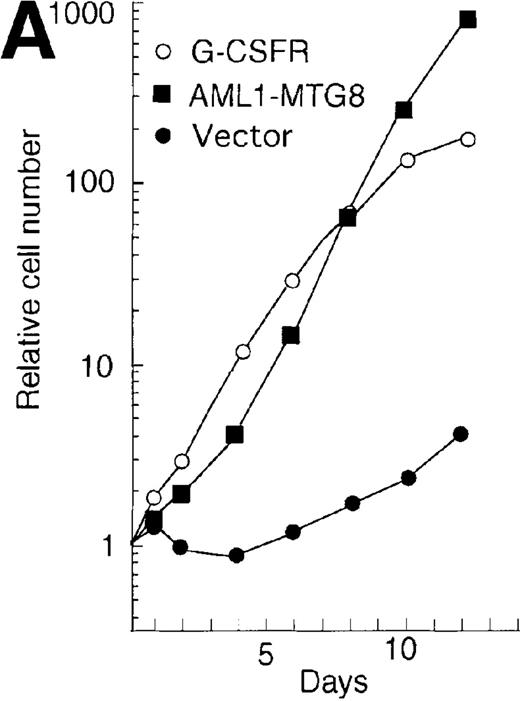 Fig. 7. Overexpression of G-CSFR stimulates cell proliferation in response to G-CSF. / (A) Growth curves of L-G cells infected with LNSX retroviruses carrying mouse G-CSFR cDNA or AML1-MTG8 cDNA in the presence of G-CSF. (B) Correlation between G-CSFR activity and the rate of proliferation in the presence of G-CSF. The 32Dcl3 transfected cells were inoculated into medium supplemented with 10 ng/ml of G-CSF at a cell density of 2 × 104 cells/mL, and cell numbers were counted with a Coulter counter after 5 days of incubation. (C) Cell morphology of G-CSFR transformed GR8 cells when cultured with G-CSF for 10 days. GR8 is a representative clone that expresses G-CSFR at a high level. Cells were stained with May-Gruenwald-Giemsa solution.