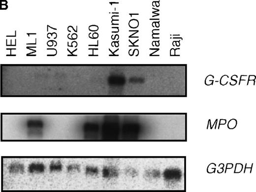 Fig. 8. High expression levels of G-CSFR in leukemic cells from patients with t(8;21) and hematopoietic cell lines with t(8;21). / (A) Ligand binding assays for G-CSFR activities in leukemic cells with or without t(8;21) in M2, and in normal granulocytes. (B) Northern blot analyses of poly(A)+RNAs from hematopoietic cell lines. Northern blots were hybridized with human G-CSFR, MPO, and G3PDH cDNA.