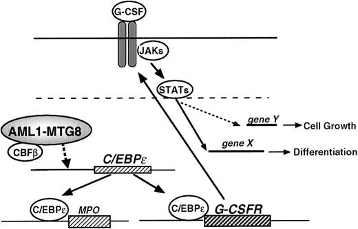 Fig. 9. Model for the regulation of G-CSFR expression, cell proliferation, and cell differentiation by AML1-MTG8.