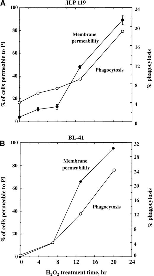 Fig. 8. Time course of lymphoma cell permeabilization and phagocytosis following H2O2 treatment. / JLP 119 cells (A) or BL-41 cells (B) were treated with 75 or 250 μmol/L H2O2, respectively, and allowed to incubate for the times indicated in the figure. Cells were then harvested and incubated with monocyte-derived macrophages for 1 hour. Percent phagocytosis (open circles) was analyzed as described in “Materials and methods.” Cell death was quantified by Hoechst/PI staining. The total percentage of cells that had become permeable to PI is shown (closed circles). Under these conditions, at least 82% of the PI-permeable cells at each time point were pyknotic/necrotic. The results for JLP 119 are averaged from 2 separate experiments, and those for BL-41 are from a single experiment.