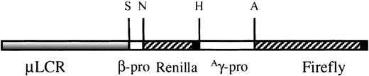 Fig. 1. TheμLCRβprRlucγprFlucconstruct. / It contains a 3.1-kb μLCR cassette linked to a 315-bp human β-globin gene promoter driving the renilla luciferase gene and a 1.4-kb Aγ promoter driving the firefly luciferase gene. S, SnaBI (Genebank, HUMHBB 61869); N, NcoI (Genebank, HUMHBB 62185); H, HindIII (Genebank, HUMBB 388057); A,AhaII (Genebank, HUMHBB 39461). ▪ represent the 130-bp SV40-polyadenylation site.