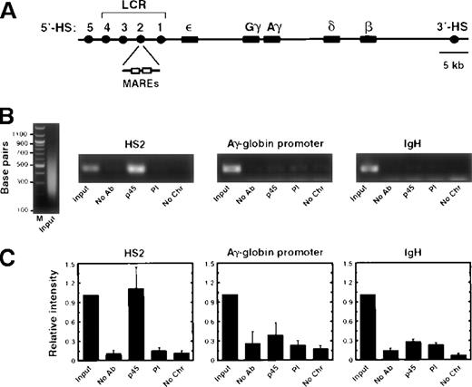 Fig. 1. NF-E2 interacts directly with endogenous HS2 in K562 cells. / (A) Diagram of the human β-globin locus. Circles and rectangles represent DNaseI hypersensitive sites and the β-globin genes (ε, embryonic; Gγ and Aγ, fetal; and β, adult), respectively. The tandem MAREs within HS2 are indicated. (B) Ethidium bromide-stained agarose gels of input chromatin (left panel) and PCR products using primers specific for HS2, the Aγ-globin promoter, and IgH from a representative experiment. The immunoprecipitation conditions are indicated below each lane. No antibody, No Ab; anti-p45 polyclonal sera, p45; preimmune sera, PI; no chromatin, No Chr. (C) Relative intensity of PCR products from 5 independent experiments (mean ± SEM). The signal obtained with 0.02% of input was set to 1.