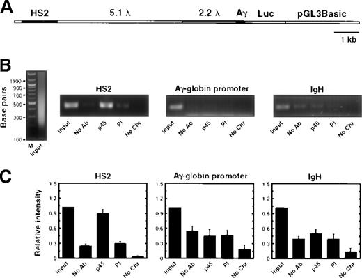 Fig. 2. NF-E2 interacts with HS2 of a stably integrated reporter construct. / (A) Structure of the HS2 (7.3)γluciferase reporter construct stably integrated into K562 cells. HS2 was separated from the Aγ-globin promoter by 2phage lambda MluI fragments (5.1 λ and 2.2 λ). (B) Ethidium bromide-stained agarose gels of input chromatin (left panel) and PCR products of samples using primers specific for HS2, the Aγ-globin promoter, and IgH from a representative experiment. The immunoprecipitation conditions are indicated below each lane. No antibody, No Ab; anti-p45 polyclonal sera, p45; preimmune sera, PI; no chromatin, No Chr. (C) Relative intensity of PCR products from at least 4 independent experiments (mean ± SEM). The signal obtained with 0.02% of input was set to 1.