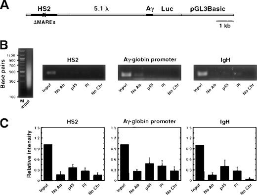 Fig. 3. The tandem MAREs of HS2 are necessary for the interaction of NF-E2 with HS2. / (A) Structure of the HS2(Gal4)5.1γluciferase reporter construct stably integrated into K562 cells. HS2 was separated from the Aγ-globin promoter by a 5.1 kilobase (kb) phage lambda MluI fragment (5.1 λ). (B) Ethidium bromide-stained agarose gels of input chromatin (left panel) and PCR products of samples using primers specific for the mutated HS2 lacking MAREs, the Aγ-globin promoter, and IgH from a representative experiment. The immunoprecipitation conditions are indicated below each lane. No antibody, No Ab; anti-p45 polyclonal sera, p45; preimmune sera, PI; no chromatin, No Chr. (C) Relative intensity of PCR products from at least 3 independent experiments (mean ± SEM). The signal obtained with 0.02% of input was set to 1.