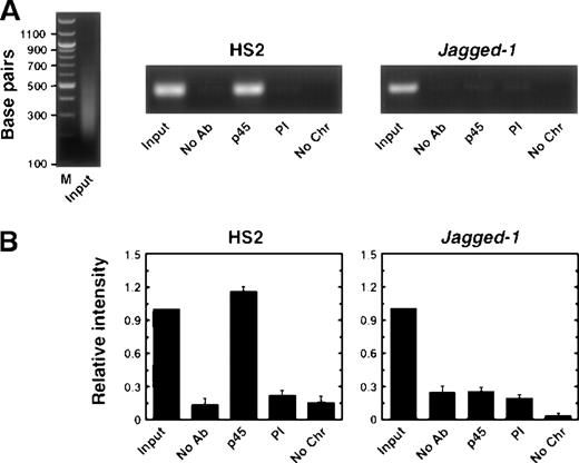Fig. 4. NF-E2 interacts directly with endogenous HS2 in living MEL cells. / (A) Ethidium bromide-stained agarose gels of input chromatin (left panel) and PCR products of samples using primers specific for mouse HS2 and the Jagged-1 gene from a representative experiment. The immunoprecipitation conditions are indicated below each lane. No antibody, No Ab; anti-p45 polyclonal sera, p45; preimmune sera, PI; no chromatin, No Chr. (B) Relative intensity of PCR products from 4 independent experiments (mean ± SEM). The signal obtained with 0.06% of input was set to 1.