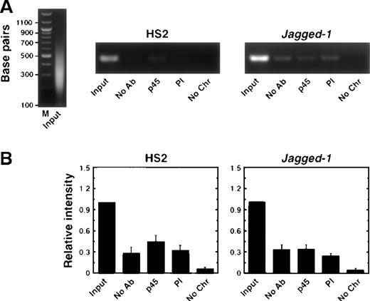 Fig. 5. The anti-p45 antibody does not immunoprecipitate HS2 in CB3 cells. / (A) Ethidium bromide-stained agarose gels of input chromatin (left panel) and PCR products of samples using primers specific for mouse HS2 and the Jagged-1 gene from a representative experiment. The immunoprecipitation conditions are indicated below each lane. No antibody, No Ab; anti-p45 polyclonal sera, p45; preimmune sera, PI; no chromatin, No Chr. (B) Relative intensity of PCR products from 4 independent experiments (mean ± SEM). The signal obtained with 0.06% of input was set to 1.