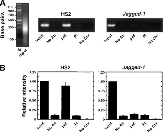 Fig. 6. NF-E2 interacts directly with endogenous HS2 in mouse fetal liver. / (A) Ethidium bromide-stained agarose gels of input chromatin (left panel) and PCR products of samples using primers specific for mouse HS2 and the Jagged-1 gene from a representative experiment. The immunoprecipitation conditions are indicated below each lane. No antibody, No Ab; anti-p45 polyclonal sera, p45; preimmune sera, PI; no chromatin, No Chr. (B) Relative intensity of PCR products from 2 independent experiments (mean ± SEM). The signal obtained with 0.06% of input was set to 1.