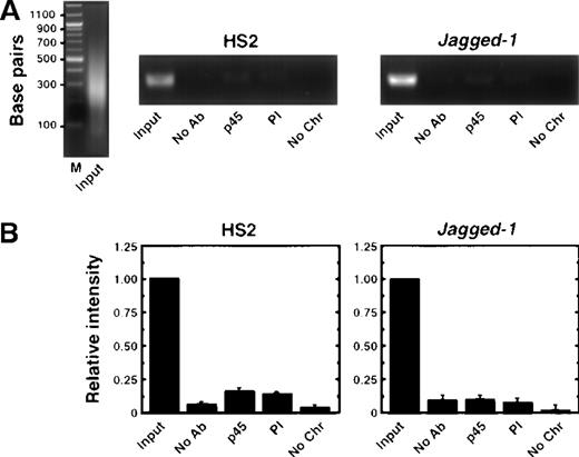 Fig. 7. The anti-p45 antibody does not immunoprecipitate HS2 in mouse fetal brain. / (A) Ethidium bromide-stained agarose gels of input chromatin (left panel) and PCR products of samples using primers specific for mouse HS2 and the Jagged-1 gene from a representative experiment. The immunoprecipitation conditions are indicated below each lane. No antibody, No Ab; anti-p45 polyclonal sera, p45; preimmune sera, PI; no chromatin, No Chr. (B) Relative intensity of PCR products from 2 independent experiments (mean ± SEM). The signal obtained with 0.06% of input was set to 1.