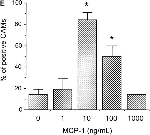 Fig. 3. MCP-1 promotes angiogenesis in the chick CAM assay. / Plastic coverslips containing 1 (B), 10 (C), or 100 (D) ng of lyophylized MCP-1 were placed on the chorioallantoic membrane of 10-day-old embryos. Distilled water, which was used as a solvent, served as the negative control (A). The percentage of positive CAMs for each MCP-1 concentration was scored (E). Twenty embryonated eggs were used for each data point. *P < .005, as assessed by Studentt test.