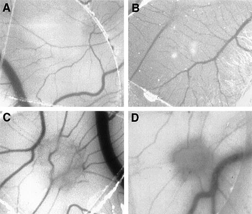 Fig. 3. MCP-1 promotes angiogenesis in the chick CAM assay. / Plastic coverslips containing 1 (B), 10 (C), or 100 (D) ng of lyophylized MCP-1 were placed on the chorioallantoic membrane of 10-day-old embryos. Distilled water, which was used as a solvent, served as the negative control (A). The percentage of positive CAMs for each MCP-1 concentration was scored (E). Twenty embryonated eggs were used for each data point. *P < .005, as assessed by Studentt test.