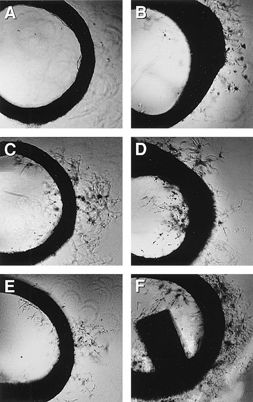 Fig. 5. Rat aortic ring assay. / Rat aortic ring capillary sprouting in response to MCP-1 (1 ng/mL). Capillary sprouting occurred from the edge of the ring. (A) Negative control, (B) MCP-1 at 0.5 ng/mL, (C) MCP-1 at 5 ng/mL, (D) MCP-1 at 50 ng/mL, (E) MCP-1 at 500 ng/mL, and (F) EGF at 100 ng/mL was used as the positive control; 4× magnification. Note that MCP-1-induced endothelial cell sprout in a dose-responsive manner. One representative of 2 experiments is shown.