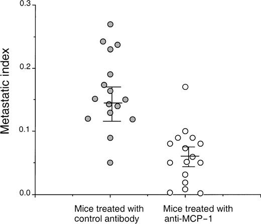 Fig. 8. Anti-MCP-1 inhibited lung tumor metastasis in mice bearing MDA-231 tumors. / SCID mice were injected intravenously with 20 μL of antiserum to ASGM1, on day 0, and 3 × 105 MDA231 human breast carcinoma cells were injected intravenously on day 1. Antibodies, including rabbit IgG and anti-MCP-1 at 25 μg/mouse (1 mg/kg), were given intraperitoneally to the mice on days 4, 8, 12, 16, 20, 24, and 28. For experimental metastasis experiments, mice from both groups were sacrificed on the 35th day after intravenous injection of the tumor cells. Lungs were extracted and fixed in formalin. Histological sections were stained with hematoxylin and eosin. By using the Bioquant Program, the area of the total tissue per field 40× field (D1) was determined. The micrometastases present within the same field were gated, and the area within the gates was counted (D2). The metastatic index was calculated by the ratio D2/D1. A minimum of 20 fields was analyzed per slide in a blinded manner, and 8 mice were used per group in each experiment. The experiment was repeated 2 times. The figure shows the data obtained from the 2 separate experiments. The mean and SEM for each group are indicated. Statistical analysis between the 2 groups was performed using Student t test (P < .005).