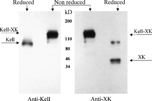 Fig. 6. Kell/XK complex in skeletal muscle. / Skeletal muscle integral membrane proteins were isolated with antibody to XK, separated in reduced and nonreduced conditions by SDS-PAGE, and detected with antibody to Kell (left panel) or to XK (right panel). The location of Kell/XK complex, Kell, and XK are marked by arrows.