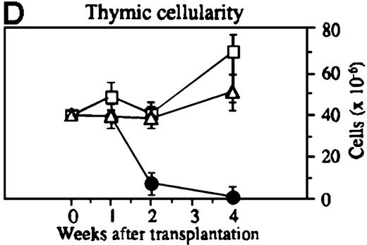 Fig. 1. Thymic disease is a consequence of acute but not chronic GVHD. / Acute GVHD was induced by the transfer of 50 × 106parental B6 splenocytes to unirradiated B6D2F1 mice (B), whereas chronic GVHD was induced by the transfer of 80 × 106 parental DBA/2 splenocytes to unirradiated B6D2F1 mice (C). Syngeneically transplanted B6D2F1 mice served as controls (A). Frozen thymic sections (5 μm) were analyzed for histopathology at 2 weeks after transplantation. Magnification ×200. (D) Thymic cellularity as a function of time (total cells per thymus × 10−6) in syngeneically transplanted mice (▵) and in mice with acute (•) and chronic (□) GVHD, respectively. The figure represents combined data (mean ± SEM) of individual mice from at least 8 separate experiments; 20 to 42 mice were analyzed for each group.