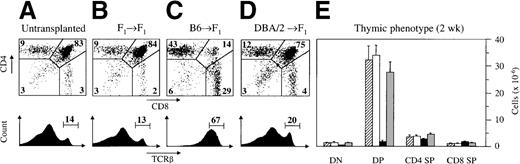Fig. 2. Acute GVHD results in aberrant intrathymic T-cell development. / Acute (C) or chronic (D) GVHD was induced in unirradiated B6D2F1 mice, as described in Figure 1. Untransplanted (A) or syngeneically transplanted (B) B6D2F1 mice served as controls. Two weeks after transplantation, the surface expression of CD4 and CD8 (upper panels) and of TCRβ (lower panels) on thymocytes were analyzed by flow cytometry. Cell analysis was restricted to live thymocytes, as defined by forward scatter and side scatter. Numbers depicted in each quadrant of the dot plot represent mean frequencies (%) of the respective populations. (E) Quantification of the 4 major thymocyte subsets (cells × 10−6) was performed in thymuses isolated from untransplanted (▨) or syngeneically transplanted (□) B6D2F1 mice and from mice with acute (▪) and chronic () GVHD, respectively. The figure represents combined data (mean ± SEM) of individual mice from at least 8 separate experiments; 12 to 41 mice were analyzed for each group.