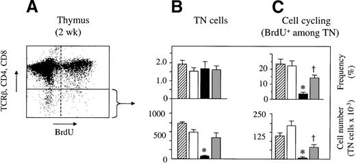 Fig. 3. Cell cycle progression of host-derived TN thymocytes is impaired in GVHD. / Acute or chronic GVHD was induced in unirradiated B6D2F1mice. Untransplanted or syngeneically transplanted B6D2F1mice served as controls. Thymocytes were analyzed at 2 weeks after transplantation for surface expression of CD4, CD8, and TCRβ and for the incorporation of BrdU into cellular DNA.(A) Representative flow cytometric analysis of thymocytes from a mouse with acute GVHD. (B, C) Frequencies of TN thymocytes (%; mean ± SEM) was assessed by flow cytometry of thymuses from untransplanted (▨) or syngeneically transplanted (□) B6D2F1 mice and from mice with acute (▪) and chronic () GVHD, respectively. Lower panels show absolute numbers of cycling cells (mean ± SEM; ×10−3) among TN thymocytes and represent pooled data from 2 independent experiments; 3 to 5 mice were analyzed for each group. *P < .01 versus mice with chronic GVHD and syngeneic controls, respectively. †P < .01 versus syngeneic controls (ANOVA).