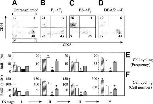 Fig. 4. Cell cycle progression of pro-T cells and pre-T cells is impaired during GVHD. / Acute (C) or chronic (D) GVHD was induced in unirradiated B6D2F1 mice. Untransplanted (A) or syngeneically transplanted (B) B6D2F1 mice served as controls. TN thymocytes were analyzed at 2 weeks after transplantation for the surface expression of CD44 and CD25 and for the incorporation of BrdU into cellular DNA. Numbers depicted in each quadrant of the dot plot represent mean frequencies (%) of the respective populations. (E, F) Frequencies (%; mean ± SEM) and absolute cell numbers (×10−3) of cycling cells among TN thymocytes was assessed by flow cytometry of thymuses from untransplanted (▨) or syngeneically transplanted (□) B6D2F1mice and from mice with acute (▪) and chronic () GVHD, respectively. The graph represents pooled data from 2 independent experiments; 3 to 5 mice were analyzed for each group.*P < .01 versus mice with chronic GVHD and syngeneic controls, respectively. †P < .02 versus syngeneic controls (ANOVA).
