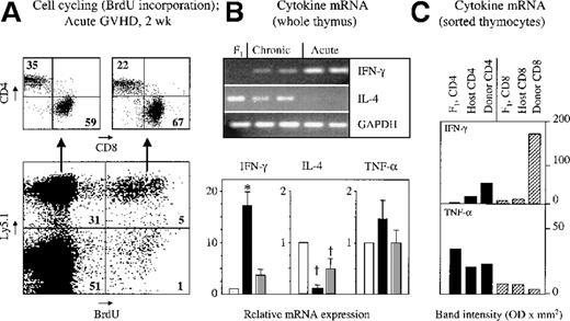 Fig. 8. Thymus-infiltrating donor T cells proliferate in situ and express inflammatory cytokines during acute GVHD. / Acute or chronic GVHD was induced in unirradiated B6D2F1mice. Cell cycling and cytokine mRNA expression of thymic cells were analyzed 2 weeks after transplantation. (A) Representative flow cytometric plots of thymocytes from a mouse with acute GVHD. Numbers depicted in each quadrant of the dot plots represent mean frequencies (%) of the respective populations. (B) For analysis of cytokine production, semiquantitative PCR of cDNA from frozen whole thymic tissue was used. PCR products were separated by gel electrophoresis, and the bands depict amplicons from 1 naive B6D2F1 mouse and from 2 representative mice with acute or chronic disease on day 15 after transplantation. Bands were further analyzed by densitometry, and the intensities of each amplicon cytokine mRNA from mice with acute (▪) or chronic () GVHD were expressed as ratios compared with syngeneically transplanted controls (□). Expression levels for the different genes in the B6D2F1 control were arbitrarily set at 1, and differences in initial cDNA input levels were corrected based on band intensities measured for GAPDH products. (C) Freshly isolated thymocytes from naive B6D2F1 mice (F1) and from transplanted mice with acute GVHD (day 15) were separated on a FACSvantage into donor- and host-derived CD4 SP (▪) and CD8 SP (▨) cell subsets based on their expression of Ly5.1. PCR amplification products (IFN-γ and TNF-α) were analyzed by densitometry, and optical densities of bands were compared. The graph represents pooled data from 5 independent experiments; 3 to 8 mice were analyzed for each group. *P < .001 versus mice with chronic GVHD and syngeneic controls, respectively. †P < .03 versus syngeneic controls (ANOVA).