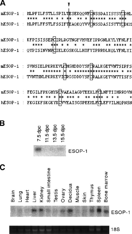 Fig. 1. Alignment of mouse and human ESOP-1 and mESOP-1 expression. / (A) Alignment of amino acid sequences of murine and human ESOP-1. Identical residues are indicated by asterisks. Putative cleavage site by the signal peptidase is indicated by an arrowhead.17 The 7 cysteine residues conserved are boxed. (B) mESOP-1 mRNA expression during mouse embryogenesis. Clontech mouse embryo multiple-tissue Northern blot was probed with mESOP-1 cDNA. (C) mESOP-1 expression among adult mouse organs; 20 μg total RNA was isolated from mouse tissues and blotted onto the nylon membrane, then hybridized with labeled mESOP-1 cDNA. The expression of mESOP-1 mRNA in adult tissues was detected strongly in spleen, bone marrow, decidua of 8.5 dpc, liver, kidney, and weakly in thymus, ovary, testis, small intestine, and skin.