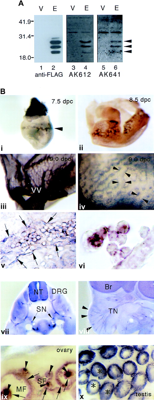 Fig. 2. Anti-mESOP-1 antibodies and mESOP-1 protein expression. / (A) Analysis of the specificity of anti-mESOP-1 antibodies. The coding region of mESOP-1 with FLAG tag at the 3′ end was recloned into the expression vector pEF-BOS (pEF-BOS-mESOP-1-FL). 293T cells were transfected with pEF-BOS-mESOP-1-FL (lanes 2, 4, 6) or vacant pEF-BOS vector (lanes 1, 3, 5) as a negative control using lipofectamine. Lysates of 293T cells were probed by either anti-FLAG antibodies (lanes 1, 2) or anti-mESOP-1 antibodies AK612 (lanes 3, 4) or AK641 (lanes 5, 6). (B) Immunohistochemical detection of mESOP-1 protein expression in yolk sac (i-vi), developing nervous system (vii, viii), and adult genital organs (ix, x). Both AK612 and AK641 gave the same results. Whole-mount staining of 7.5 dpc (i, ×30), 8.5 dpc (ii, ×25) embryo, and 9.0 dpc yolk sac (iii, ×12) . Magnified view (iv, ×80) and flat-mount view (v, ×200) of 9.0 dpc yolk sac, Cross-section of ii (vi, ×600). Arrowheads in a show blood islands. Arrowheads in iv show ESOP-1–positive endothelial cells in yolk sac. Spaces between the pairs of facing arrowheads indicate lumen of vascular plexus. Arrows in e show endothelial cells that expressed ESOP-1 protein. Transverse (vii, ×45) and parasagittal (viii, ×12) slices of 12.5 dpc embryos show ESOP-1 expression in the nervous system. Arrowheads show the hair follicles of vibrissae. Staining of adult ovary (ix, ×45) and testis (x, ×30) shows that all follicles, from small follicles to large, maturated follicles, oocytes (arrowheads), and granulosa cells (arrows) are ESOP-1 positive, and the signals become stronger as follicles develop. In testis, the cells in seminiferous tubules (asterisks) are stained. They may be spermatogonia or spermatocytes. VV, vitelline vessel; Br, brain; NT, neural tube; DRG, dorsal root ganglia; SN, sympathetic nerve; TN, trigeminal nerve; SF, small follicles; MF, mature follicles.