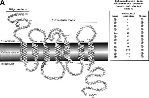 Fig. 8. Rhesus STRL33 is a less efficient coreceptor than human STRL33. / (A) Schematic diagram of human STRL33. Human and rhesus STRL33 are 94% identical at the amino acid level, with most of the extracellular loop differences (inset) clustered at the amino terminus. Differences between human and rhesus STRL33 are indicated by the shaded residues. The conserved “DRY” motif in chemokine receptors implicated for coupling to G-proteins is modified in human and rhesus STRL33 (filled circle residues). (B) SIVmac251(BK28 clone) env protein–pseudotyped GFP reporter virus was used to infect cells expressing CD4 and the indicated coreceptor (top row). Receptor expression was confirmed by staining with the indicated antibodies (middle row). Note that mAb 699 does not recognize rhesus STRL33, but AU1-tagged rhesus STRL33 indicated that rhesus STRL33 was expressed at similar levels to human STRL33. Infection was seen only on the transfected cell population (bottom row). Results were similar for SIVΔB670 clone 3 (Clone3), SIVmac/17E-Fr (Fred), SIVmac316 (316) and HIV-1 JR-FL and are quantified in panel C, where infection efficiency (% of GFP+ cells) was normalized against that obtained for human CCR5.