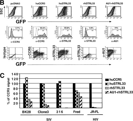 Fig. 8. Rhesus STRL33 is a less efficient coreceptor than human STRL33. / (A) Schematic diagram of human STRL33. Human and rhesus STRL33 are 94% identical at the amino acid level, with most of the extracellular loop differences (inset) clustered at the amino terminus. Differences between human and rhesus STRL33 are indicated by the shaded residues. The conserved “DRY” motif in chemokine receptors implicated for coupling to G-proteins is modified in human and rhesus STRL33 (filled circle residues). (B) SIVmac251(BK28 clone) env protein–pseudotyped GFP reporter virus was used to infect cells expressing CD4 and the indicated coreceptor (top row). Receptor expression was confirmed by staining with the indicated antibodies (middle row). Note that mAb 699 does not recognize rhesus STRL33, but AU1-tagged rhesus STRL33 indicated that rhesus STRL33 was expressed at similar levels to human STRL33. Infection was seen only on the transfected cell population (bottom row). Results were similar for SIVΔB670 clone 3 (Clone3), SIVmac/17E-Fr (Fred), SIVmac316 (316) and HIV-1 JR-FL and are quantified in panel C, where infection efficiency (% of GFP+ cells) was normalized against that obtained for human CCR5.