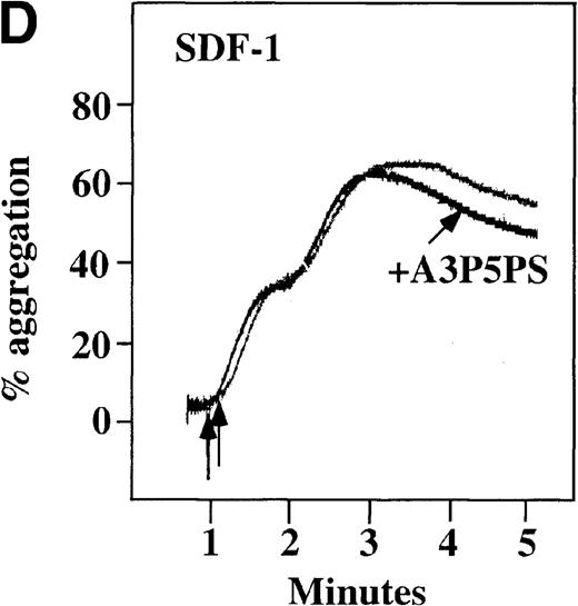 Fig. 8. Effect of ADP antagonists ARL 66096 and A3P5PS on plasma platelet aggregation induced by SDF-1 and MDC. / Platelets in PRP were preincubated with a specific ADP antagonist and stimulated with 100 nmol/L MDC. (A) The second wave of MDC-induced platelet aggregation was inhibited by 1 μmol/L ARL 66096, (B) while 100 μmol/L A3P5PS had only a slight inhibitory effect. In contrast, aggregation induced by SDF-1 is only slightly affected by (C) ARL 66096 or (D) A3P5PS.