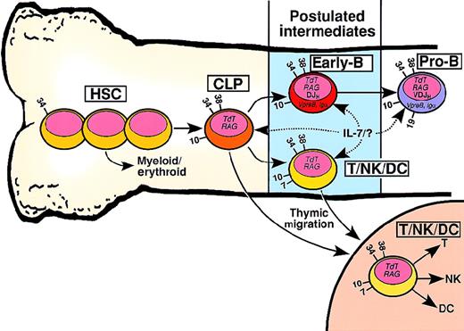 Fig. 1. Developmental relationship between hematopoietic stem cells (HSCs), common lymphoid progenitors (CLPs), and putative early-B or T/NK/dendritic cell (DC) progenitors. / HSCs include all primitive CD34+/lineage−hematopoietic developmental stages prior to the CLP, shown schematically as 3 cells. Arrows with solid lines indicate developmental flow culminating in increased lineage restriction. Dashed arrows indicate possible cellular targets of IL-7 signaling or an unknown (?) ligand. Numbers on the cell surface indicate CD antigens useful in distinguishing the developmental compartments. Although not shown in this figure, the 3 reports that described the cell surface phenotype of CD19− lymphoid progenitors revealed considerable heterogeneity.7813 For example, CD7 and CD33 were detected on a minority of the lymphoid progenitors in each study.7813 There is no known surface marker that distinguishes the CLP from the early-B cell. It is also likely that IL-7R expression and signaling vary both within and between the lymphoid progenitor compartments.