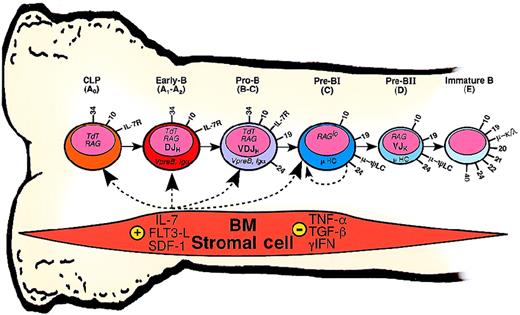 Fig. 2. Stages in human B-cell development. / Six stages beginning with the CLPs and culminating with immature B cells are shown as one model of B-cell development in human BM. The letters in parentheses represent an approximation of the counterpart stages in murine B-cell development, using the nomenclature of Hardy and colleagues.1920 Numbers on the cell surface indicate CD antigens frequently used to define the individual stages in human B-cell development. Patterns of gene expression inside the cells have been determined by RT-PCR and/or flow cytometry. Dashed arrows indicate possible cellular targets for positive (+) and negative (−) growth regulators/chemotactic factors produced by BM stromal cells. Cells in a particular developmental stage are not necessarily uniform in the expression of a specific receptor. For example, only 10% to 20% of the pre-BI plus the pre-BII cells express the μ-ψLC pre-BCR.